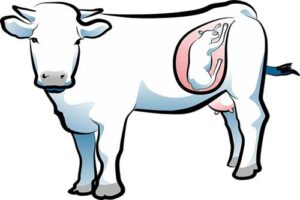 cow-reproduction