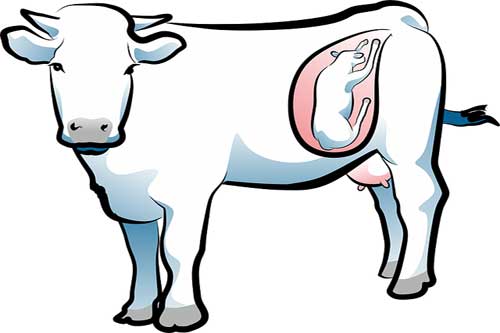 cow-reproduction