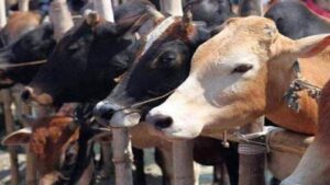 cow-sixteen_nine