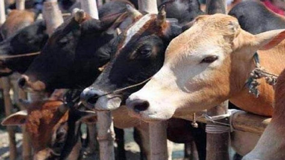 cow-sixteen_nine